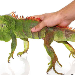 2 3 foot green iguana 600x415 1.png