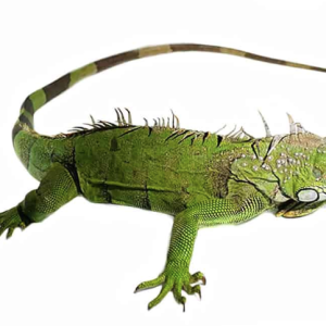 3 4 foot green iguana 1.png