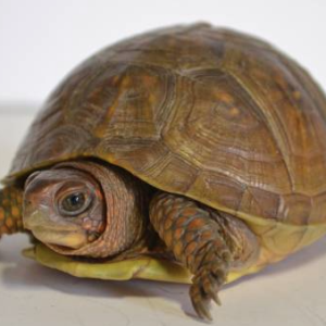 3 toed box turtle for sale.png