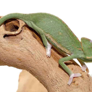 4 5 inch translucent veiled chameleon.png