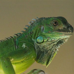 5 6 foot green iguana for sale 1.jpeg