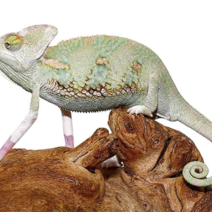 6 to 8 inch translucent veiled chameleon.png