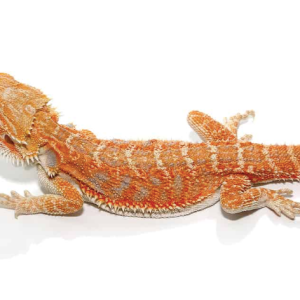 8 10 inch hypo inferno blue bar bearded dragon 1.png