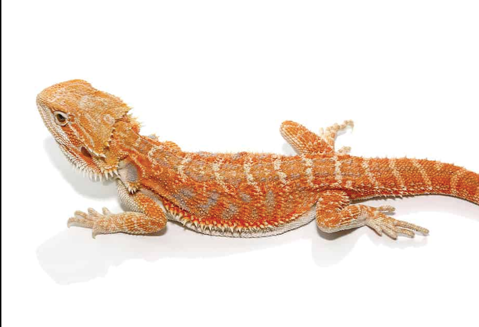 8 10 inch hypo inferno blue bar bearded dragon.png 8 10 inch hypo inferno blue bar bearded dragon.png