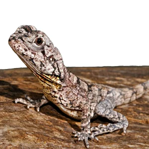 800226l 843 frilled lizard 1800x1800.webp