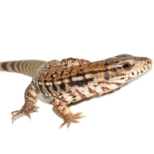 805104l argentine red tegu 1800x1800.webp
