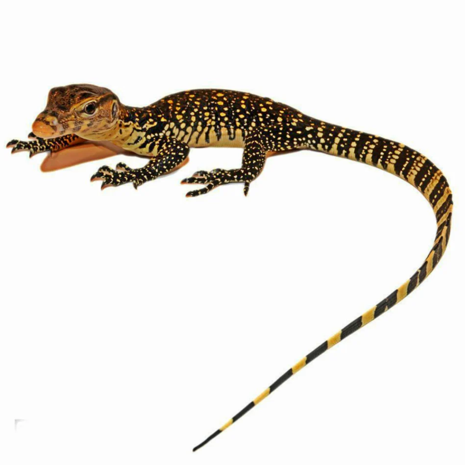 805108lasianwatermonitor 1800x1800.webp 805108lasianwatermonitor 1800x1800.webp