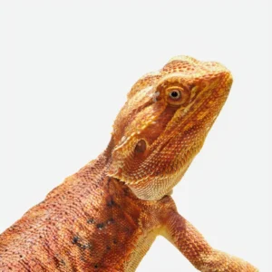 adult mixed colored bearded dragons for sale.webp