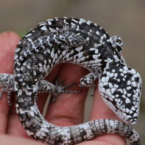 abronia deppii for sale.png