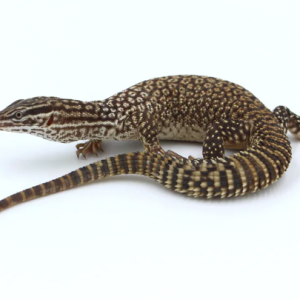 ackie monitor for sale 1.png