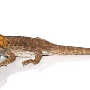 adult citrus blue bar bearded dragon 600x395 1.png