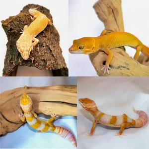 adultleopardgeckosforsale 2 1800x1800.webp