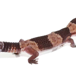 african fat tail gecko for sale.png