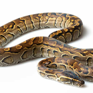 african rock python for sale 1.png