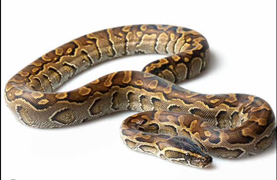 african rock python for sale 1.png african rock python for sale 1.png