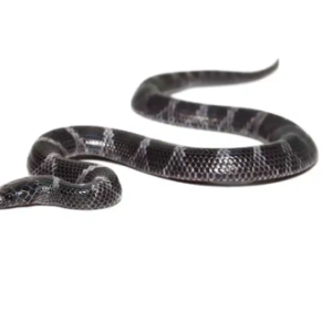 african wolf snake for sale.png