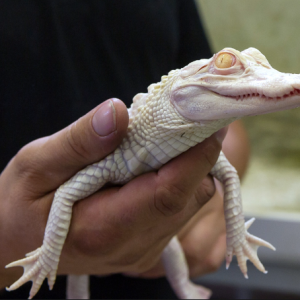 albino alligator for sale.png
