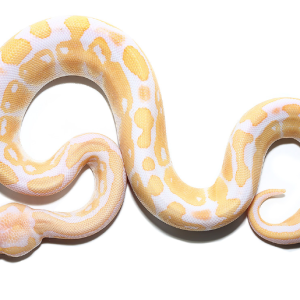 albino ball python for sale.png