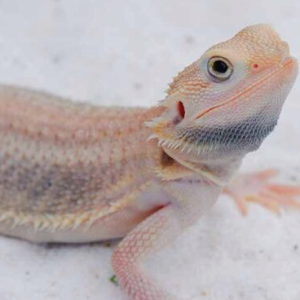 albino bearded dragon.png