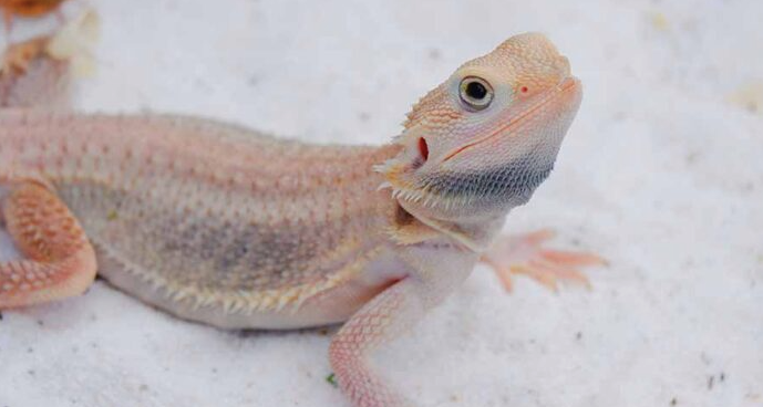 albino bearded dragon.png albino bearded dragon.png
