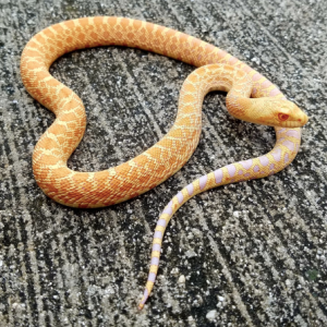 albino bull snake for sale.png