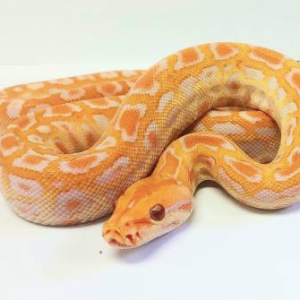 albino burmese python for sale.png