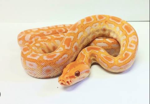 albino burmese python for sale.png albino burmese python for sale.png