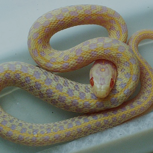 albino checkered garter snake 1.png