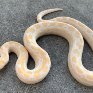 albino columbian boa for sale.png