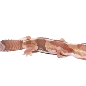 albino fat tail gecko.png