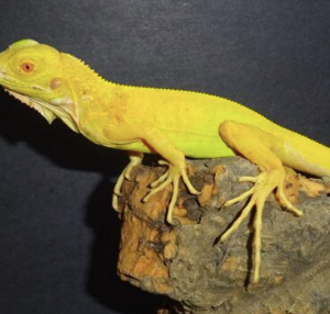 albino iguana 1.png