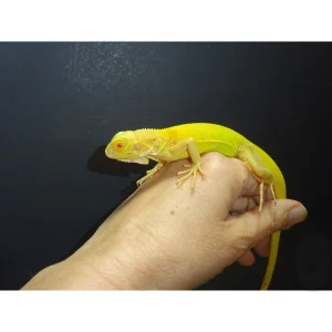 albino iguana baby 1800x1800.webp