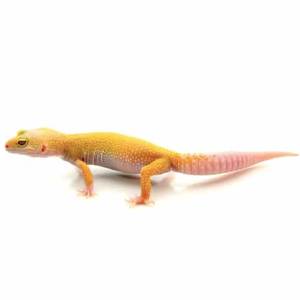 albino leopard gecko for sale 1.png