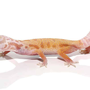 albino leucistic leopard gecko for sale.png