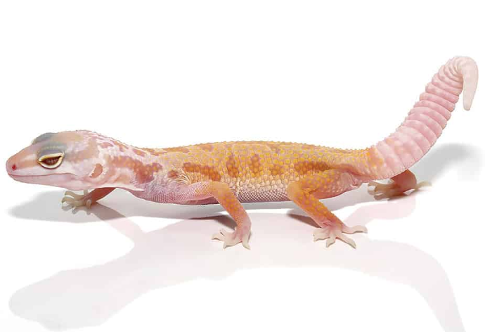 albino leucistic leopard gecko for sale.png albino leucistic leopard gecko for sale.png