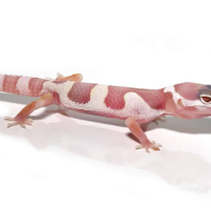 albino mack snow leopard gecko for sale.png