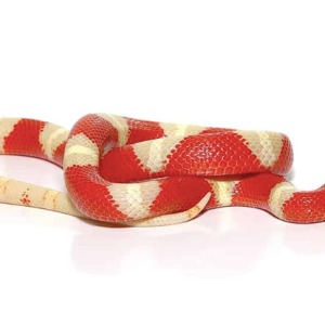 albino nelsons milksnake.png