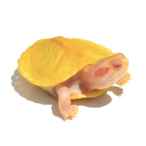 albino red eared slider turtle for sale.png