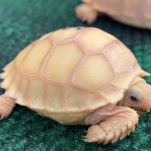 albino sulcata tortoise for sale.png