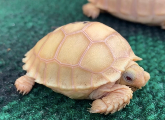 albino sulcata tortoise for sale.png albino sulcata tortoise for sale.png