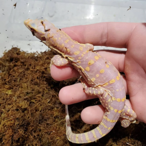 albino varanus salvator 1.png