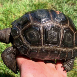aldabra tortoise for sale.png