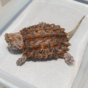 alligator snapping turtle for sale 1.png