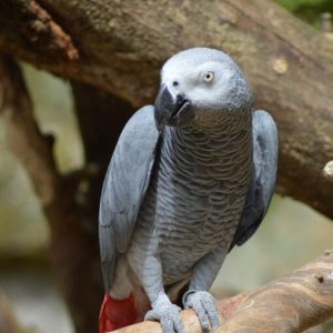 alpha congo african grey parrot.jpg