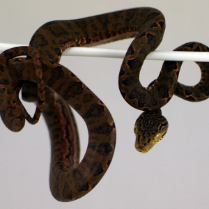 amazon tree boa for sale 1.png