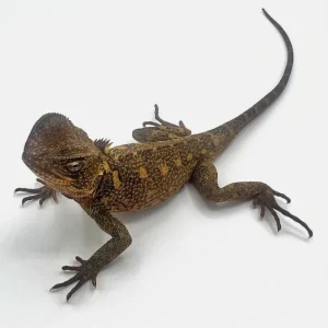 amazondwarfiguanasforsale 1800x1800.webp