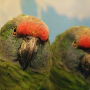amazona bodini.jpg