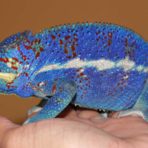 ambanja panther chameleon.png
