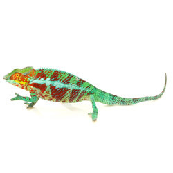 ambanja panther chameleon fucifer pardalis.jpg