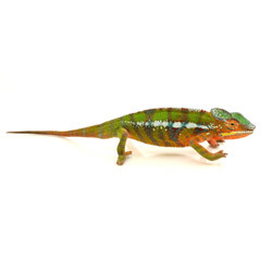 ambilobe panther chameleon fucifer pardalis juvenile.jpg